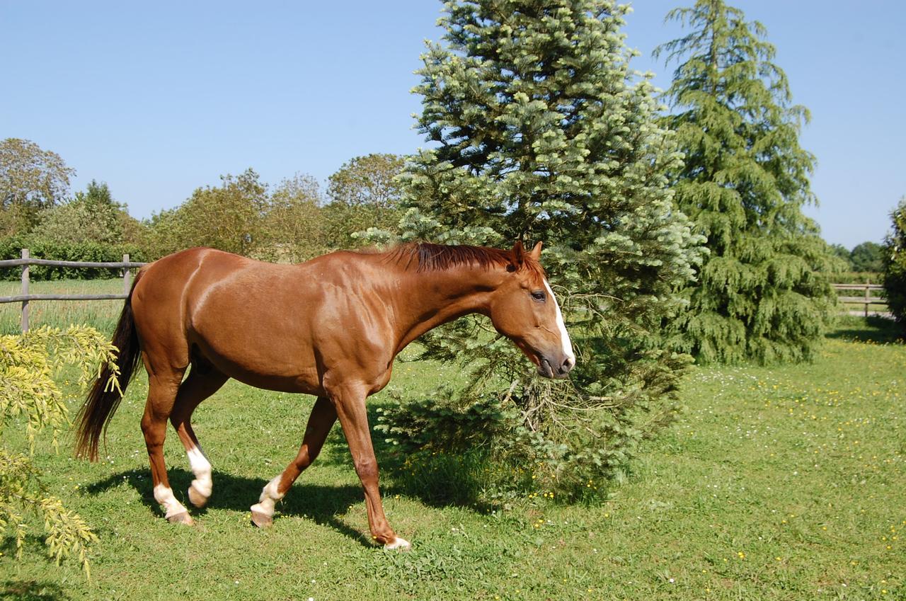 La Belle Lavande, Chambre D Hote Chenommet Luaran gambar